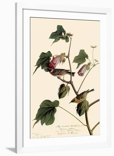 Bay-Breasted Warbler-John James Audubon-Framed Giclee Print