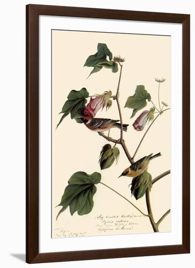 Bay-Breasted Warbler-John James Audubon-Framed Giclee Print