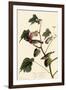 Bay-Breasted Warbler-John James Audubon-Framed Giclee Print