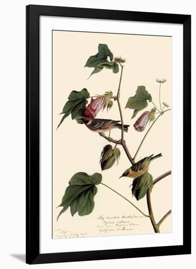 Bay-Breasted Warbler-John James Audubon-Framed Giclee Print