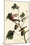 Bay-Breasted Warbler-John James Audubon-Mounted Giclee Print