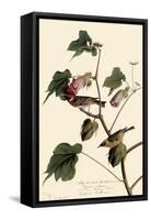 Bay-Breasted Warbler-John James Audubon-Framed Stretched Canvas