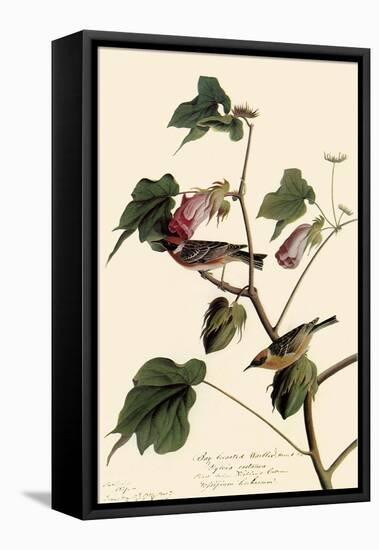 Bay-Breasted Warbler-John James Audubon-Framed Stretched Canvas