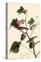 Bay-Breasted Warbler-John James Audubon-Stretched Canvas