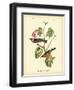 Bay Breasted Wood-Warbler-John James Audubon-Framed Art Print