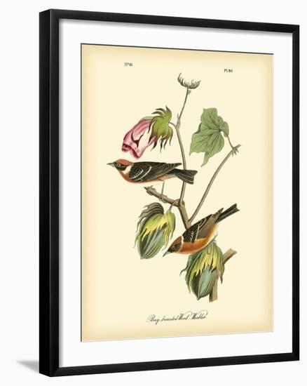 Bay Breasted Wood-Warbler-John James Audubon-Framed Art Print