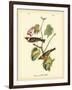 Bay Breasted Wood-Warbler-John James Audubon-Framed Art Print