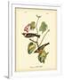 Bay Breasted Wood-Warbler-John James Audubon-Framed Art Print