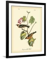 Bay Breasted Wood-Warbler-John James Audubon-Framed Art Print