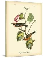 Bay Breasted Wood-Warbler-John James Audubon-Stretched Canvas