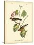 Bay Breasted Wood-Warbler-John James Audubon-Stretched Canvas