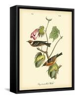 Bay Breasted Wood-Warbler-John James Audubon-Framed Stretched Canvas