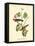 Bay Breasted Wood-Warbler-John James Audubon-Framed Stretched Canvas