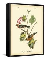 Bay Breasted Wood-Warbler-John James Audubon-Framed Stretched Canvas