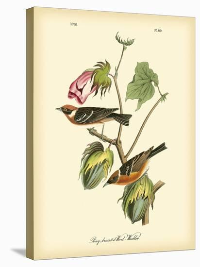 Bay Breasted Wood-Warbler-John James Audubon-Stretched Canvas