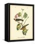 Bay Breasted Wood-Warbler-John James Audubon-Framed Stretched Canvas