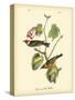 Bay Breasted Wood-Warbler-John James Audubon-Stretched Canvas