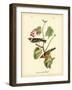 Bay Breasted Wood-Warbler-John James Audubon-Framed Art Print