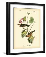 Bay Breasted Wood-Warbler-John James Audubon-Framed Art Print