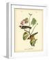 Bay Breasted Wood-Warbler-John James Audubon-Framed Art Print