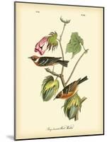 Bay Breasted Wood-Warbler-John James Audubon-Mounted Art Print