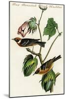 Bay Breasted Wood Warbler-John James Audubon-Mounted Art Print