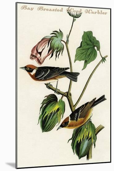 Bay Breasted Wood Warbler-John James Audubon-Mounted Art Print