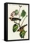 Bay Breasted Wood Warbler-John James Audubon-Framed Stretched Canvas