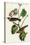 Bay Breasted Wood Warbler-John James Audubon-Stretched Canvas