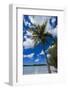 Bay De Ouameo, Ile Des Pins, New Caledonia, South Pacific-Michael Runkel-Framed Photographic Print