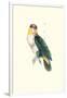 Bay Headed Parrot - Pionites Leucogasper-Edward Lear-Framed Art Print