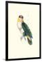 Bay Headed Parrot - Pionites Leucogasper-Edward Lear-Framed Art Print