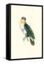 Bay Headed Parrot - Pionites Leucogasper-Edward Lear-Framed Stretched Canvas