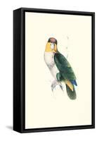 Bay Headed Parrot - Pionites Leucogasper-Edward Lear-Framed Stretched Canvas