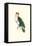 Bay Headed Parrot - Pionites Leucogasper-Edward Lear-Framed Stretched Canvas