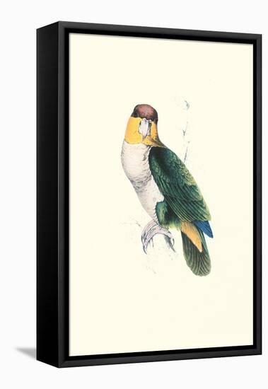 Bay Headed Parrot - Pionites Leucogasper-Edward Lear-Framed Stretched Canvas