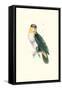 Bay Headed Parrot - Pionites Leucogasper-Edward Lear-Framed Stretched Canvas