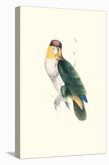 Bay Headed Parrot - Pionites Leucogasper-Edward Lear-Stretched Canvas