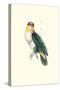 Bay Headed Parrot - Pionites Leucogasper-Edward Lear-Stretched Canvas