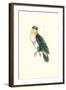 Bay Headed Parrot - Pionites Leucogasper-Edward Lear-Framed Art Print