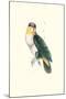 Bay Headed Parrot - Pionites Leucogasper-Edward Lear-Mounted Art Print