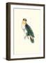 Bay Headed Parrot - Pionites Leucogasper-Edward Lear-Framed Art Print