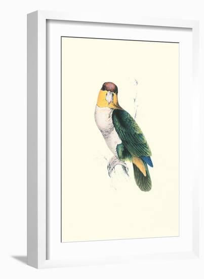 Bay Headed Parrot - Pionites Leucogasper-Edward Lear-Framed Art Print