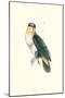 Bay Headed Parrot - Pionites Leucogasper-Edward Lear-Mounted Art Print