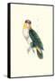 Bay Headed Parrot - Pionites Leucogasper-Edward Lear-Framed Stretched Canvas