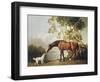 Bay Horse and White Dog-George Stubbs-Framed Art Print