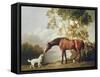 Bay Horse and White Dog-George Stubbs-Framed Stretched Canvas