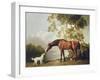 Bay Horse and White Dog-George Stubbs-Framed Art Print