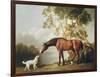 Bay Horse and White Dog-George Stubbs-Framed Premium Giclee Print