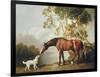 Bay Horse and White Dog-George Stubbs-Framed Premium Giclee Print